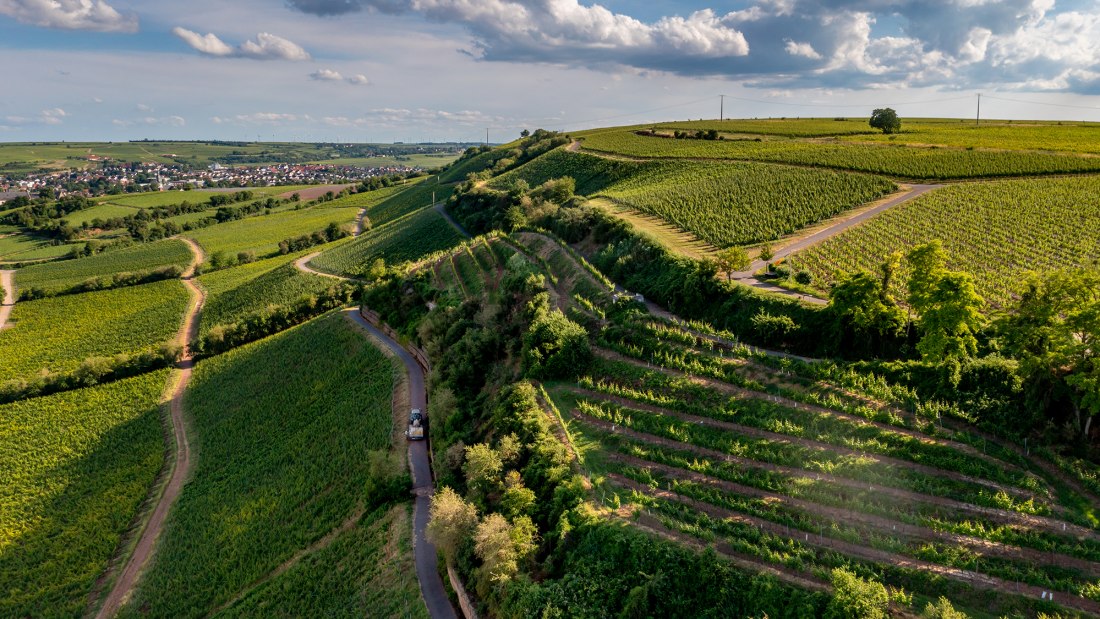 Niersteiner Hipping Niersteiner Hipping