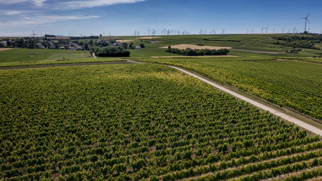 Monzernheimer Goldberg Monzernheimer Goldberg