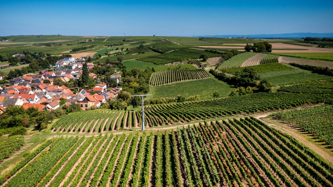 Dalheimer Kranzberg Dalheimer Kranzberg