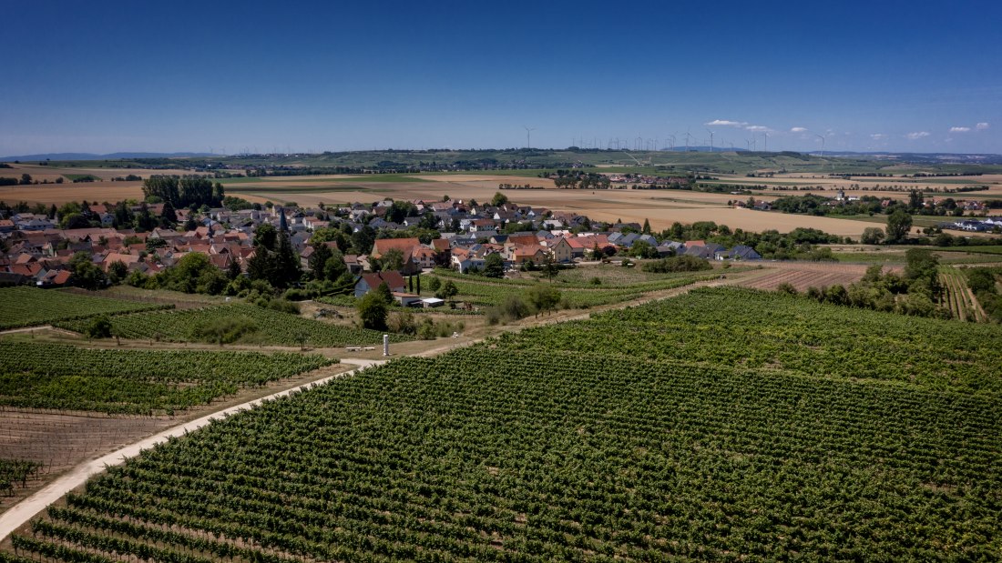Dorn-Dürkheimer Hasensprung Dorn-Dürkheimer Hasensprung