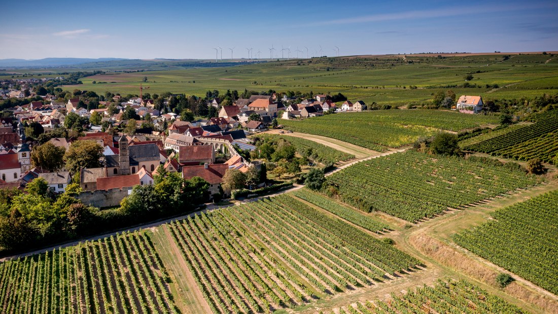 Dalsheimer Bürgel Dalsheimer Bürgel