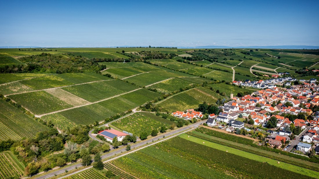 Dienheimer Falkenberg Dienheimer Falkenberg