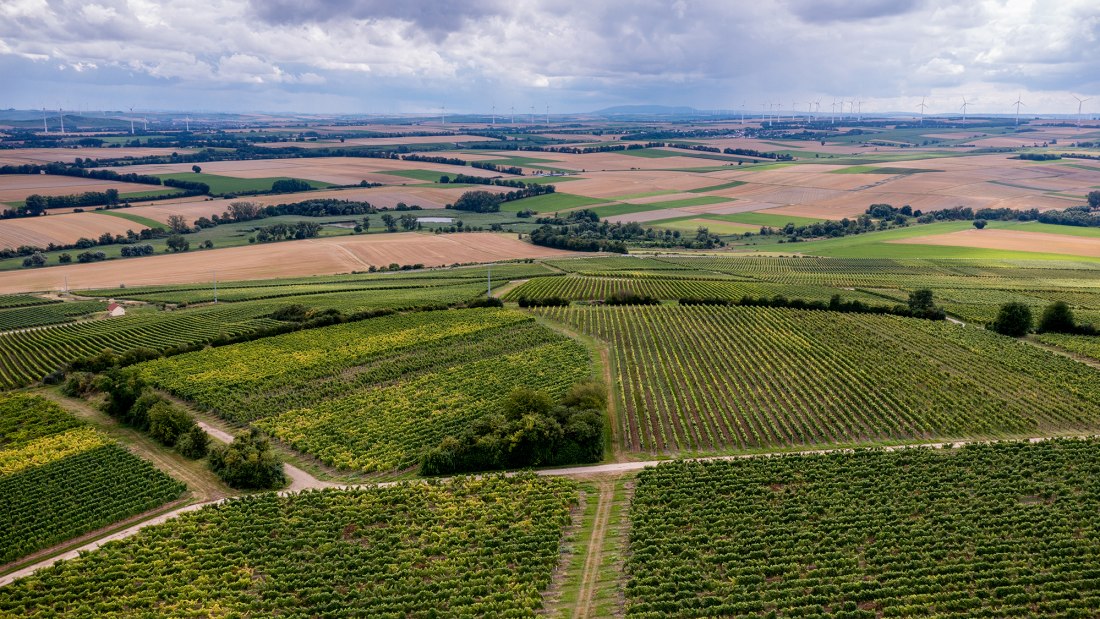 Zornheimer Vogelsang Zornheimer Vogelsang