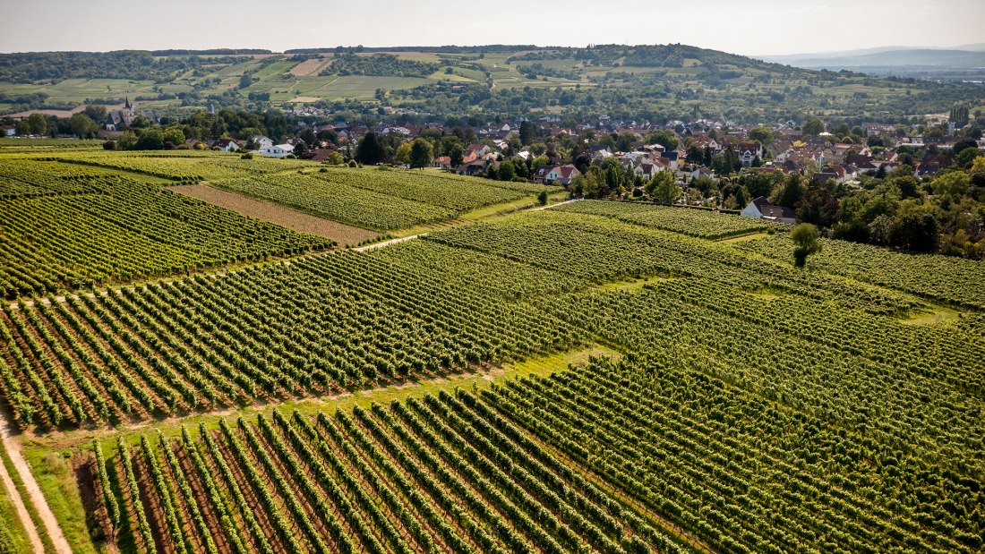 Ingelheimer Pares Ingelheimer Pares