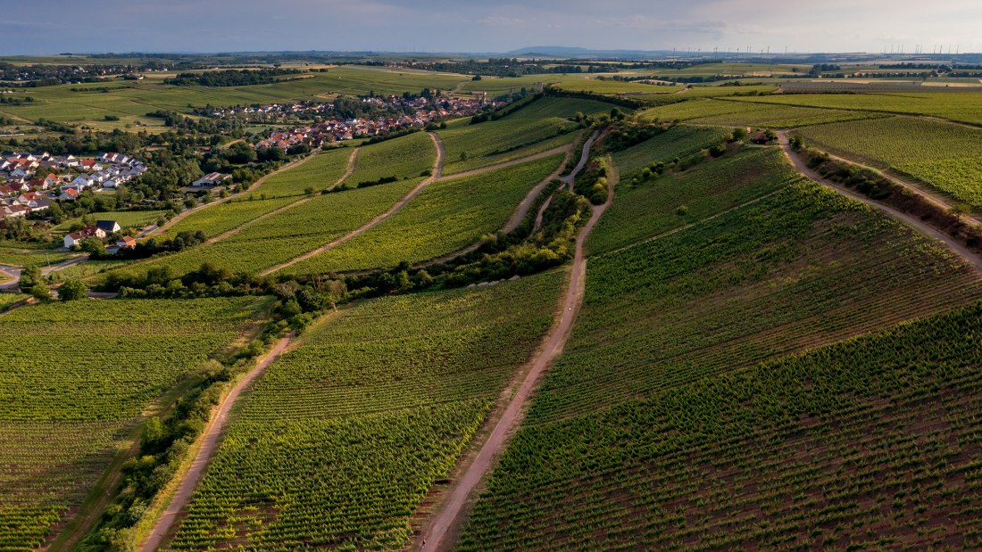 Niersteiner Ölberg Niersteiner Ölberg