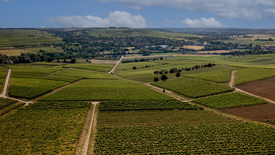 Bubenheimer Honigberg Bubenheimer Honigberg