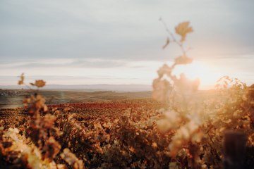 Weingut Hungermüller_Weinreben, © Weingut Hungermüller Weingut Hungermüller_Weinreben, © Weingut Hungermüller