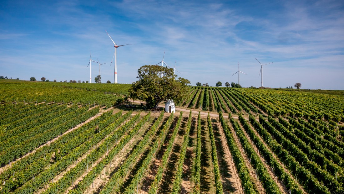 Dalsheimer Bürgel Dalsheimer Bürgel