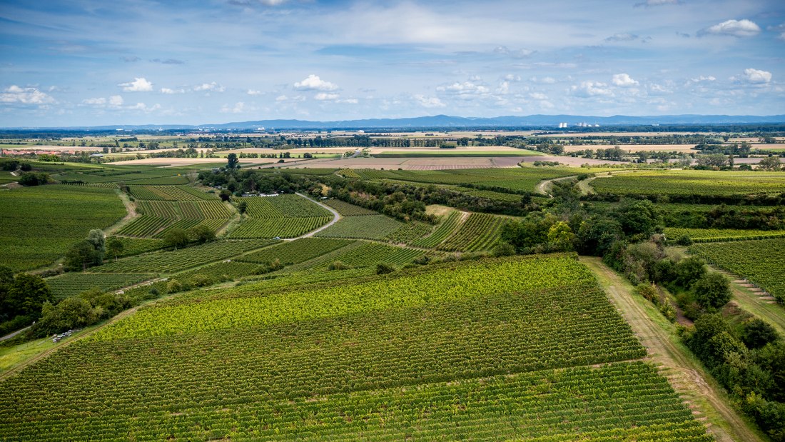 Bechtheimer Stein Bechtheimer Stein