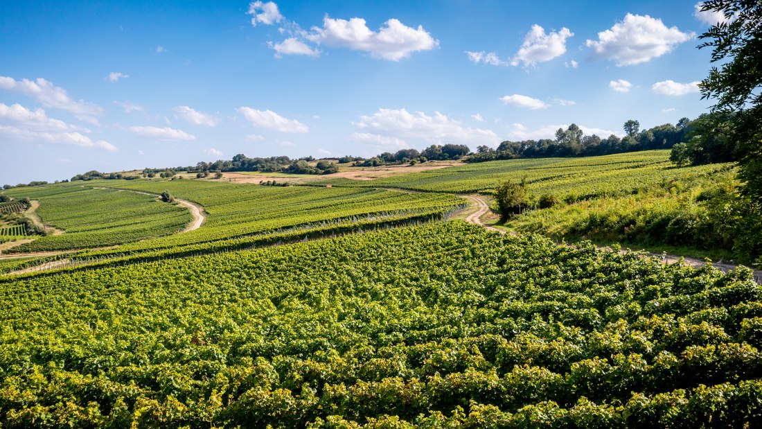 Dittelsheimer Kloppberg Dittelsheimer Kloppberg