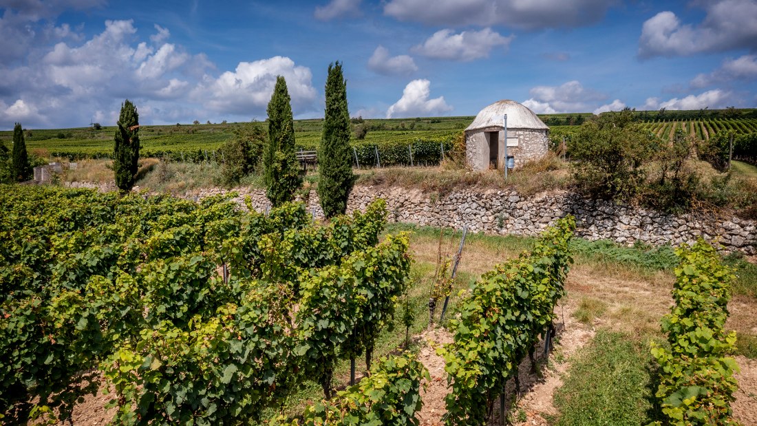 Westhofener Morstein Westhofener Morstein