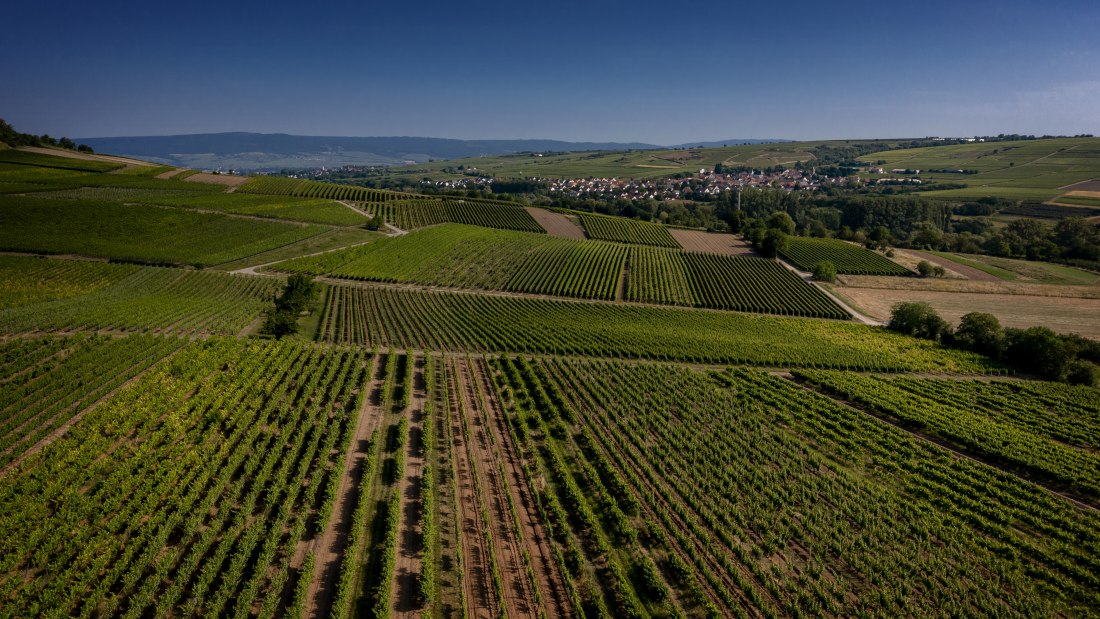 Bubenheimer Honigberg Bubenheimer Honigberg