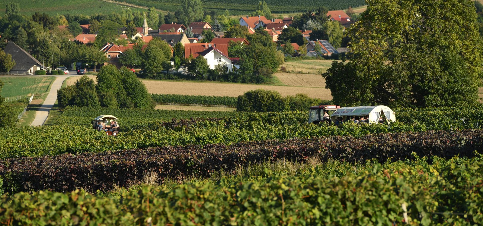 Weinberge Rheinhessen Mitte Weinberge Rheinhessen Mitte