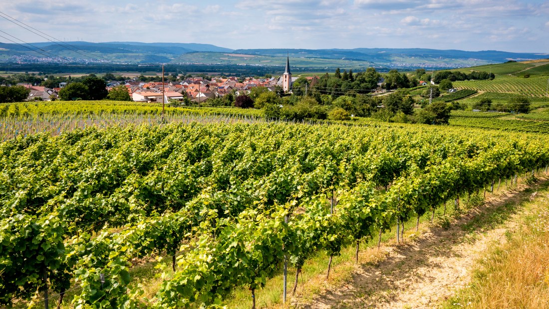 Dromersheimer Klosterweg Dromersheimer Klosterweg