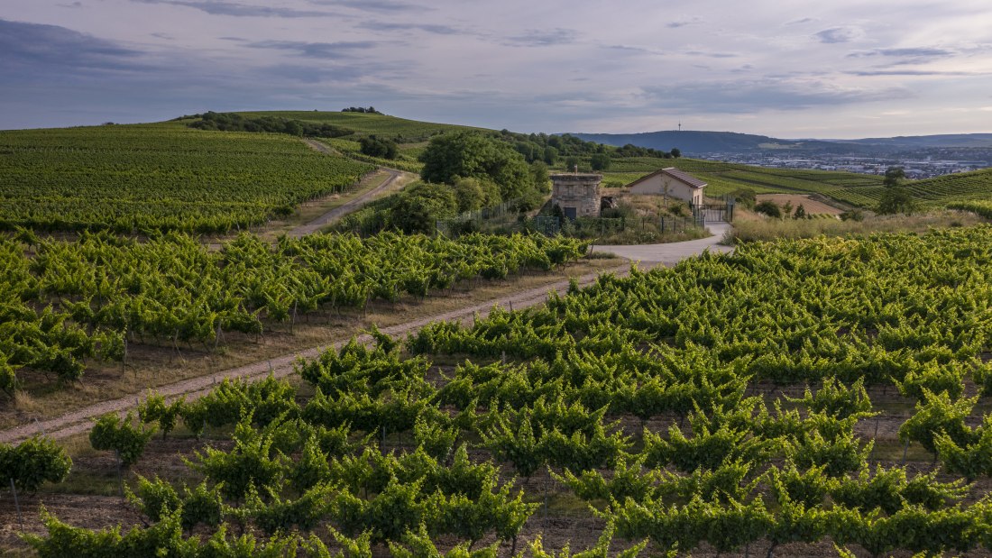 Biebelsheimer Kieselberg Biebelsheimer Kieselberg