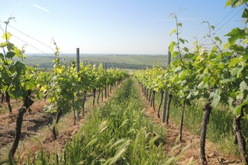 Weingut Mankel_Weinreben, © Weingut Mankel Weingut Mankel_Weinreben, © Weingut Mankel