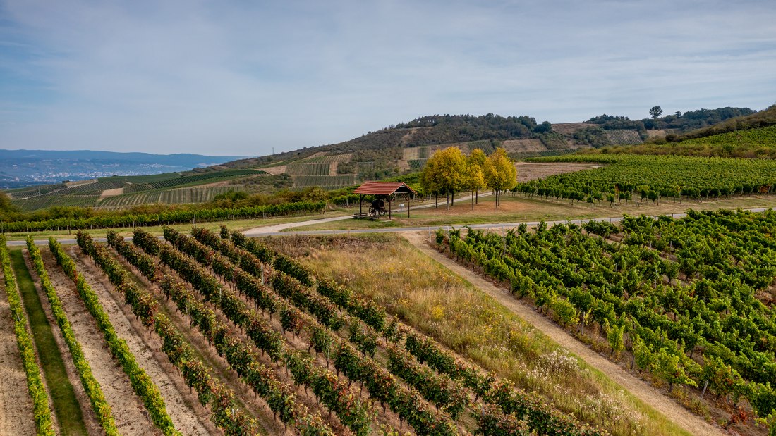 Aspisheimer Sonnenberg Aspisheimer Sonnenberg