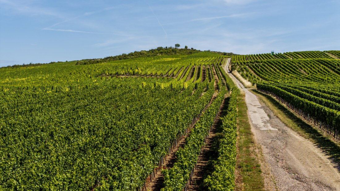 Bechtolsheimer Klosterberg, © Torsten Silz Bechtolsheimer Klosterberg, © Torsten Silz