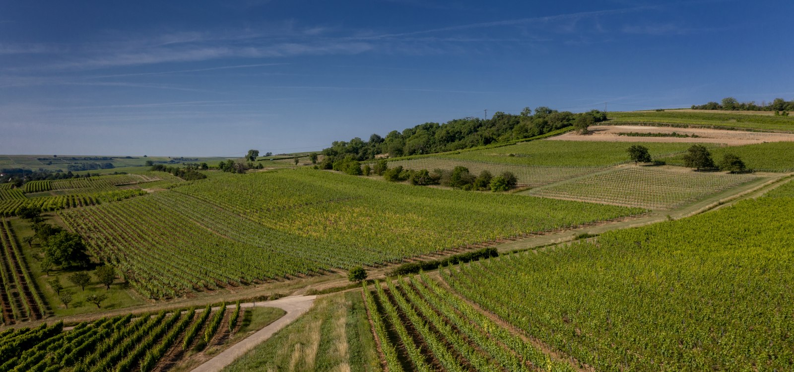 Bubenheimer Honigberg Bubenheimer Honigberg