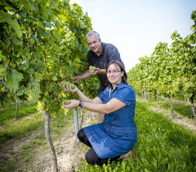 Weingut Helmut Best_Trauben, © Weingut Helmut Best Weingut Helmut Best_Trauben, © Weingut Helmut Best