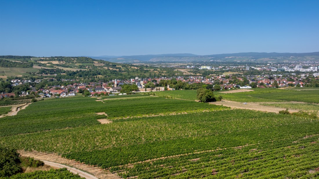 Ingelheimer Burgberg-093 Kopie, © Torsten Silz Ingelheimer Burgberg-093 Kopie, © Torsten Silz