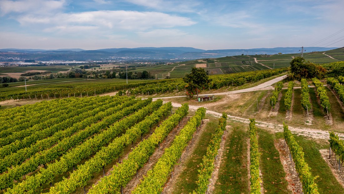 Aspisheimer Sonnenberg Aspisheimer Sonnenberg