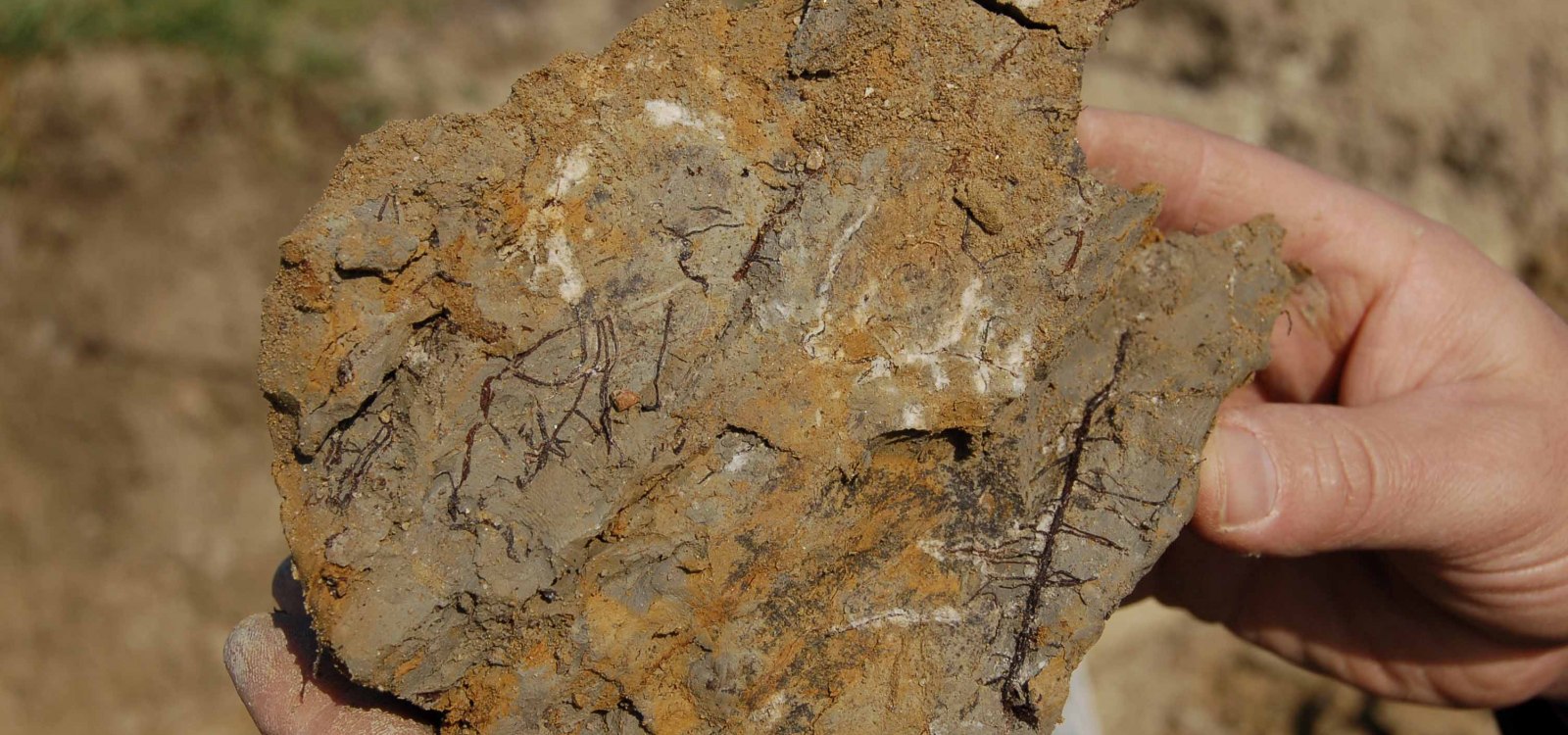 Tonmergel Pelosol, © Landesamt für Geologie und Bergbau Rheinland-Pfalz Tonmergel Pelosol, © Landesamt für Geologie und Bergbau Rheinland-Pfalz