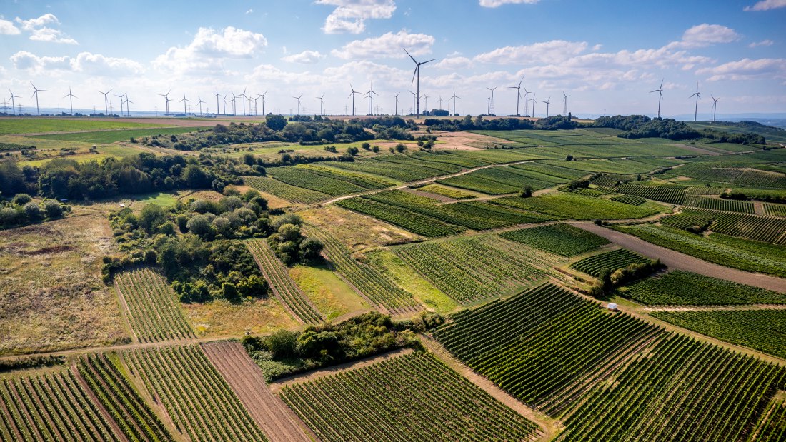 Dittelsheimer Geiersberg Dittelsheimer Geiersberg