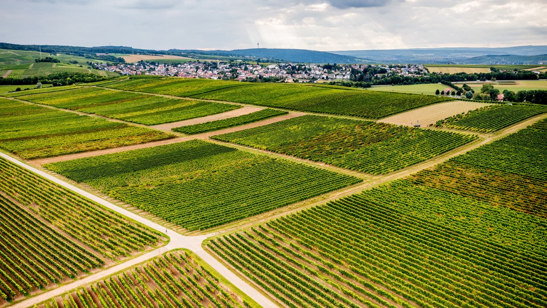 Volxheimer Liebfrau Volxheimer Liebfrau