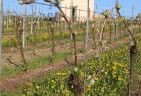 Familienweingut Dechent_Turm_Fruehling Familienweingut Dechent_Turm_Fruehling