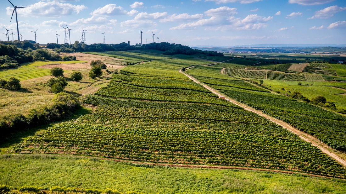 Dittelsheimer Kloppberg Dittelsheimer Kloppberg