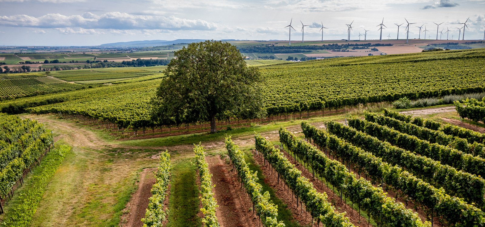 Nieder-Flörsheimer Frauenberg Nieder-Flörsheimer Frauenberg