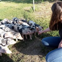 Schweine_5 Schweine_5