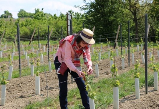 Winzer für ein Jahr 2026, © Angelika Friedrich Winzer für ein Jahr 2026, © Angelika Friedrich