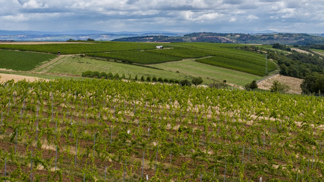 Tiefenthaler Graukatz Tiefenthaler Graukatz