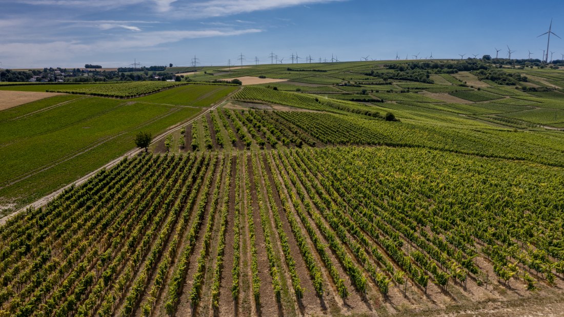 Monzernheimer Goldberg Monzernheimer Goldberg