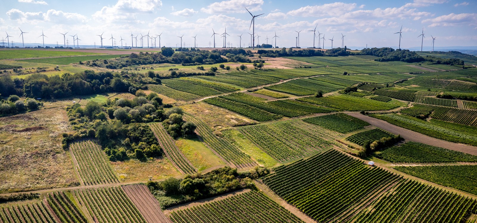 Dittelsheimer Geiersberg Dittelsheimer Geiersberg