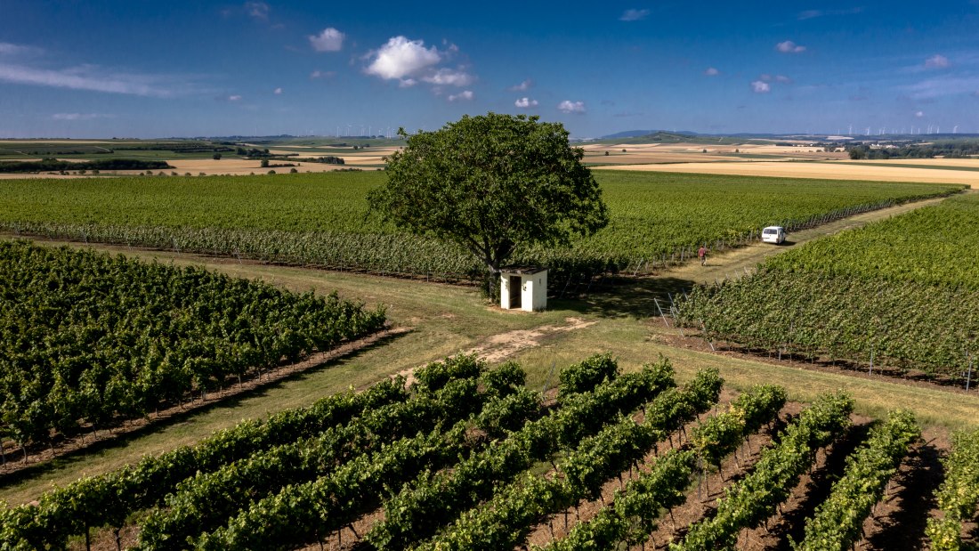 Friesenheimer Bergpfad Friesenheimer Bergpfad