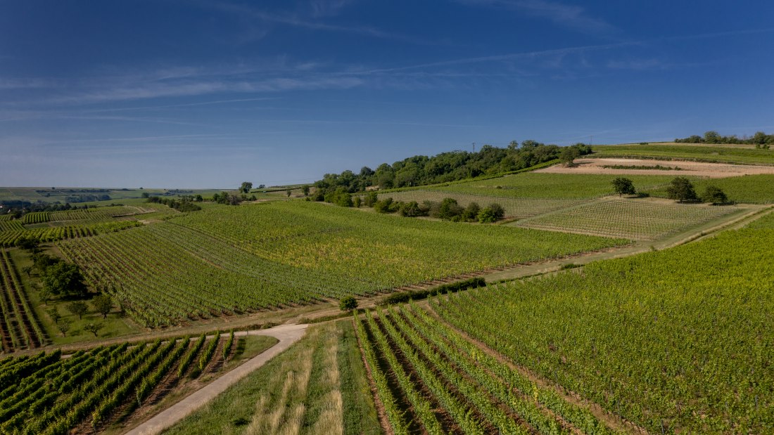 Bubenheimer Honigberg Bubenheimer Honigberg