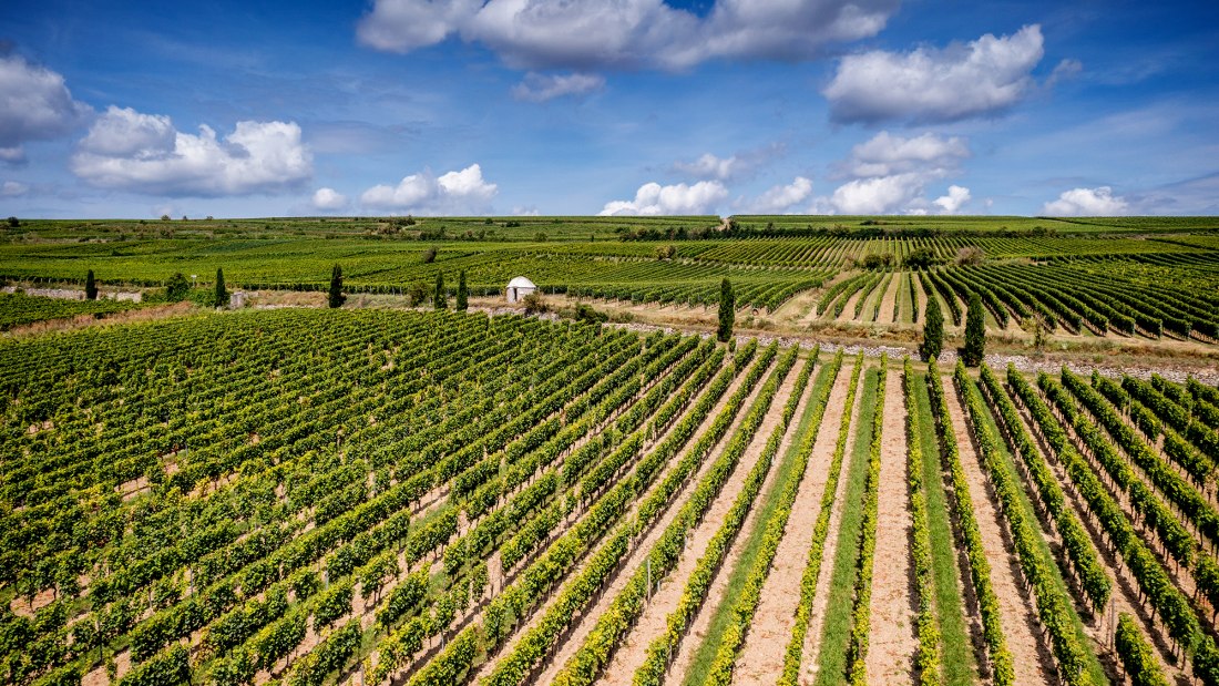 Westhofener Morstein Westhofener Morstein