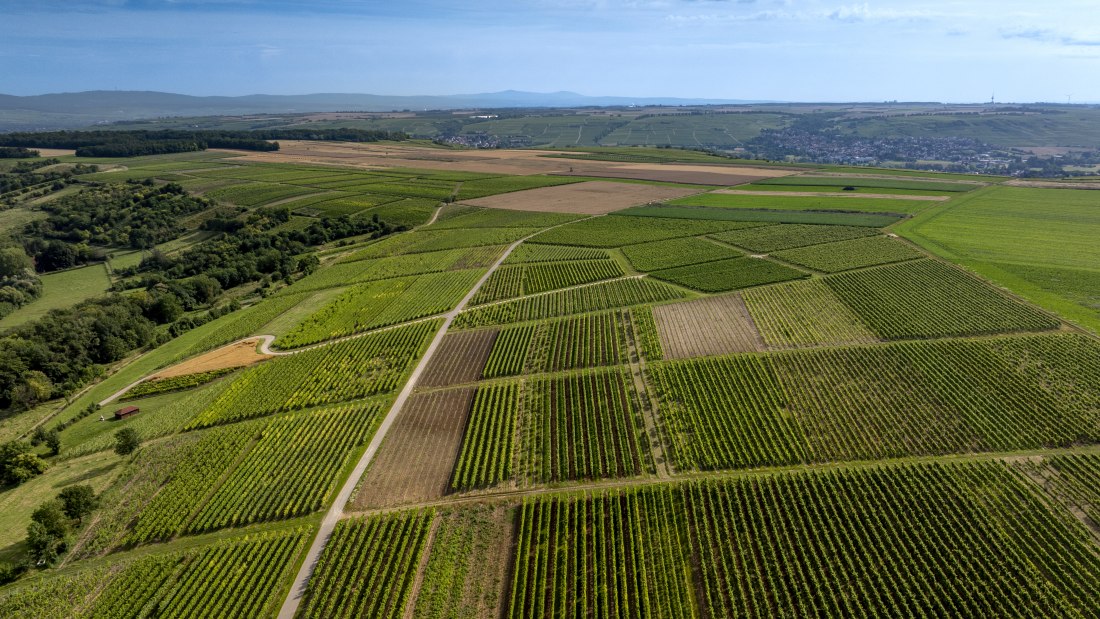 Nieder-Hilbersheimer Steinacker, © Torsten Silz Nieder-Hilbersheimer Steinacker, © Torsten Silz