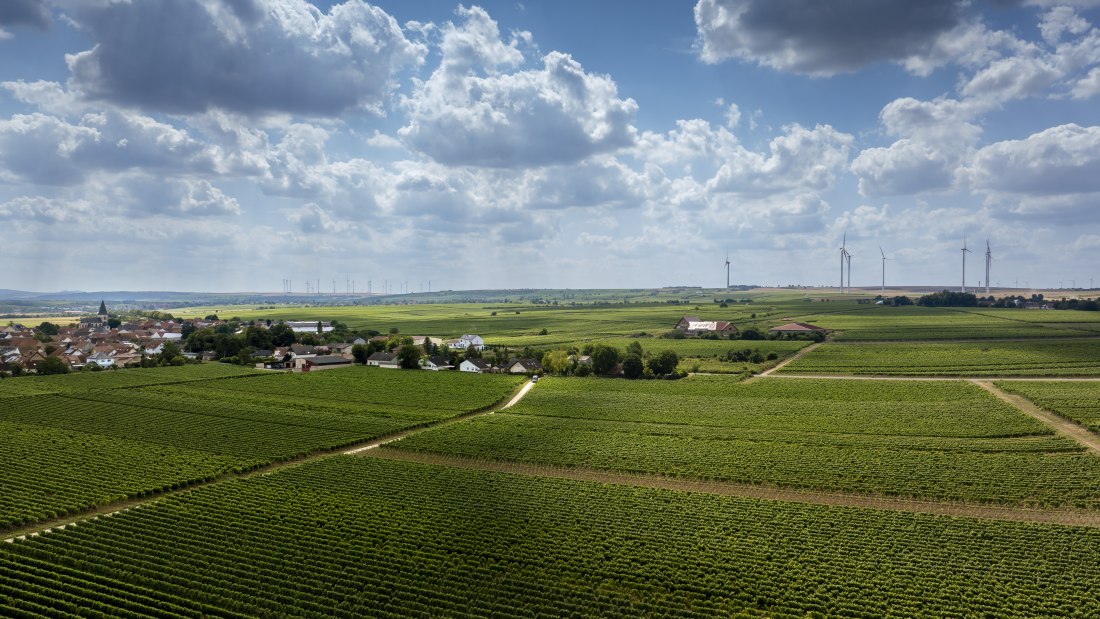 Gundheimer Hungerbiene, © Rheinhessenwein e.V., Torsten Silz Gundheimer Hungerbiene, © Rheinhessenwein e.V., Torsten Silz