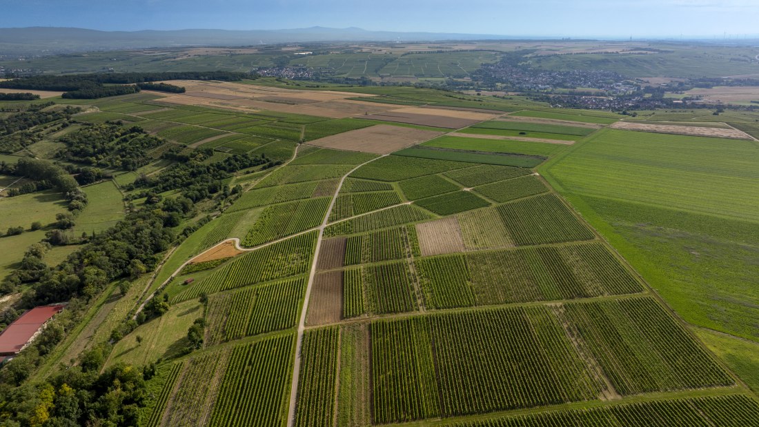 Nieder-Hilbersheimer Steinacker, © Torsten Silz Nieder-Hilbersheimer Steinacker, © Torsten Silz