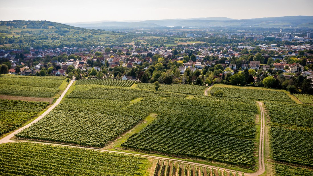 Ingelheimer Pares Ingelheimer Pares