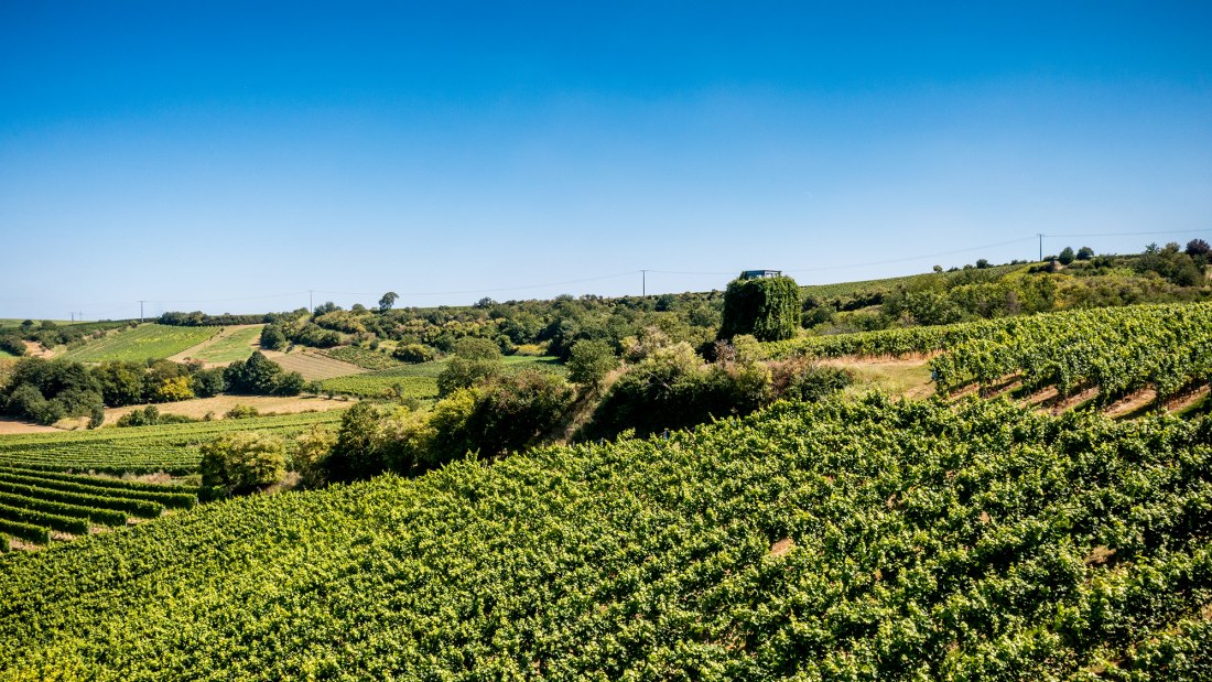 Dalheimer Kranzberg Dalheimer Kranzberg