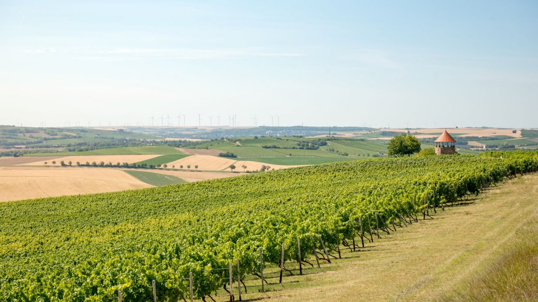 Weingut Schmitt_Weinreben 2, © Weingut Schmitt Weingut Schmitt_Weinreben 2, © Weingut Schmitt