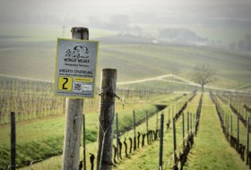 Weingut Wagner_Weinberg © Weingut Wagner Weingut Wagner_Weinberg © Weingut Wagner