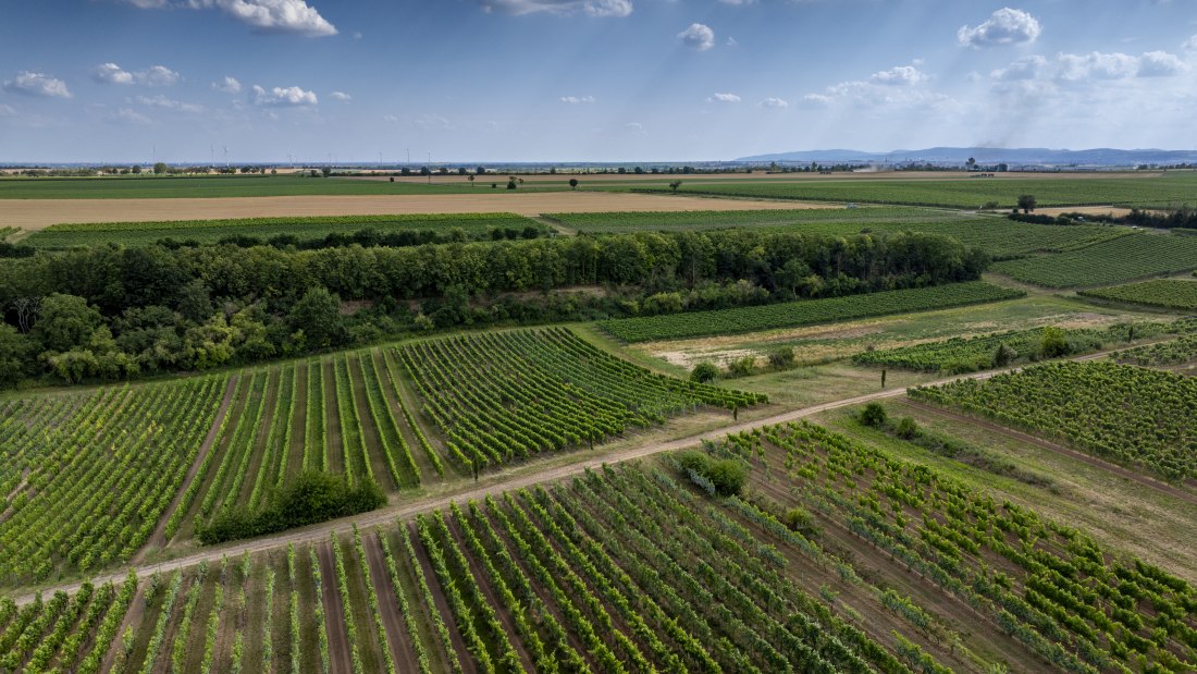 Mörstädter Katzebuckel, © Torsten Silz Mörstädter Katzebuckel, © Torsten Silz