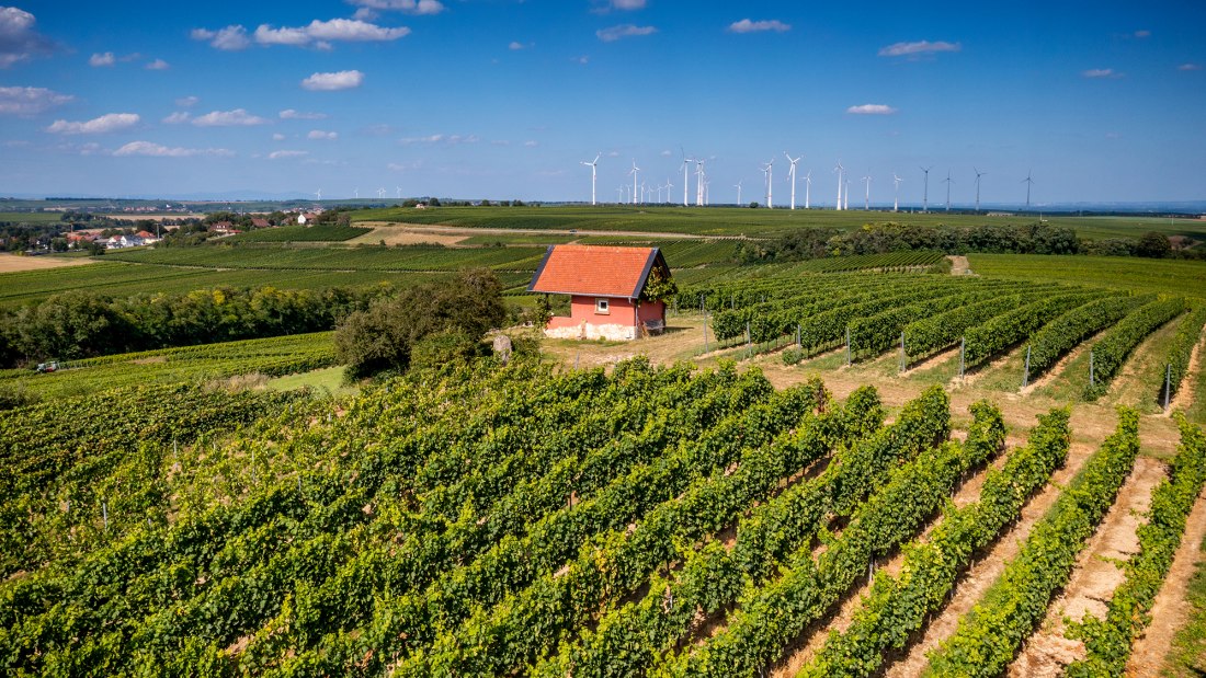 Dittelsheimer Geiersberg Dittelsheimer Geiersberg