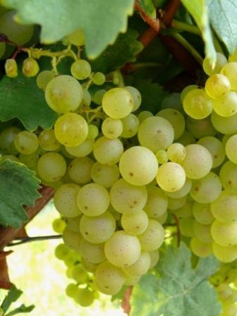 Gut Erbes_Riesling-Traube, © Gut Erbes Gut Erbes_Riesling-Traube, © Gut Erbes